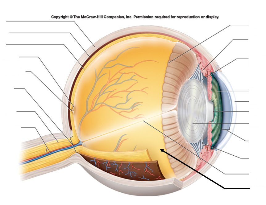 <p>Behind lens, in vitreous humor</p>