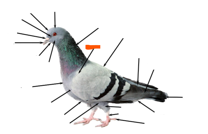 term image
