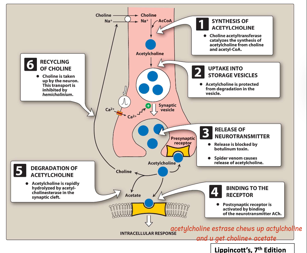<ol><li><p>Synthesis of ACh</p></li><li><p>Storage of ACh</p></li><li><p>Release of ACh</p></li><li><p>Binding of ACh to receptor</p></li><li><p>Degradation of ACh in synaptic cleft</p></li><li><p>Recycling of choline</p></li></ol><p></p>