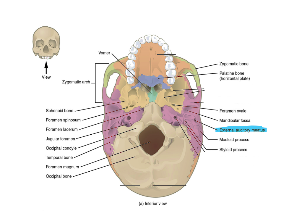 <p>external auditory meatus</p>