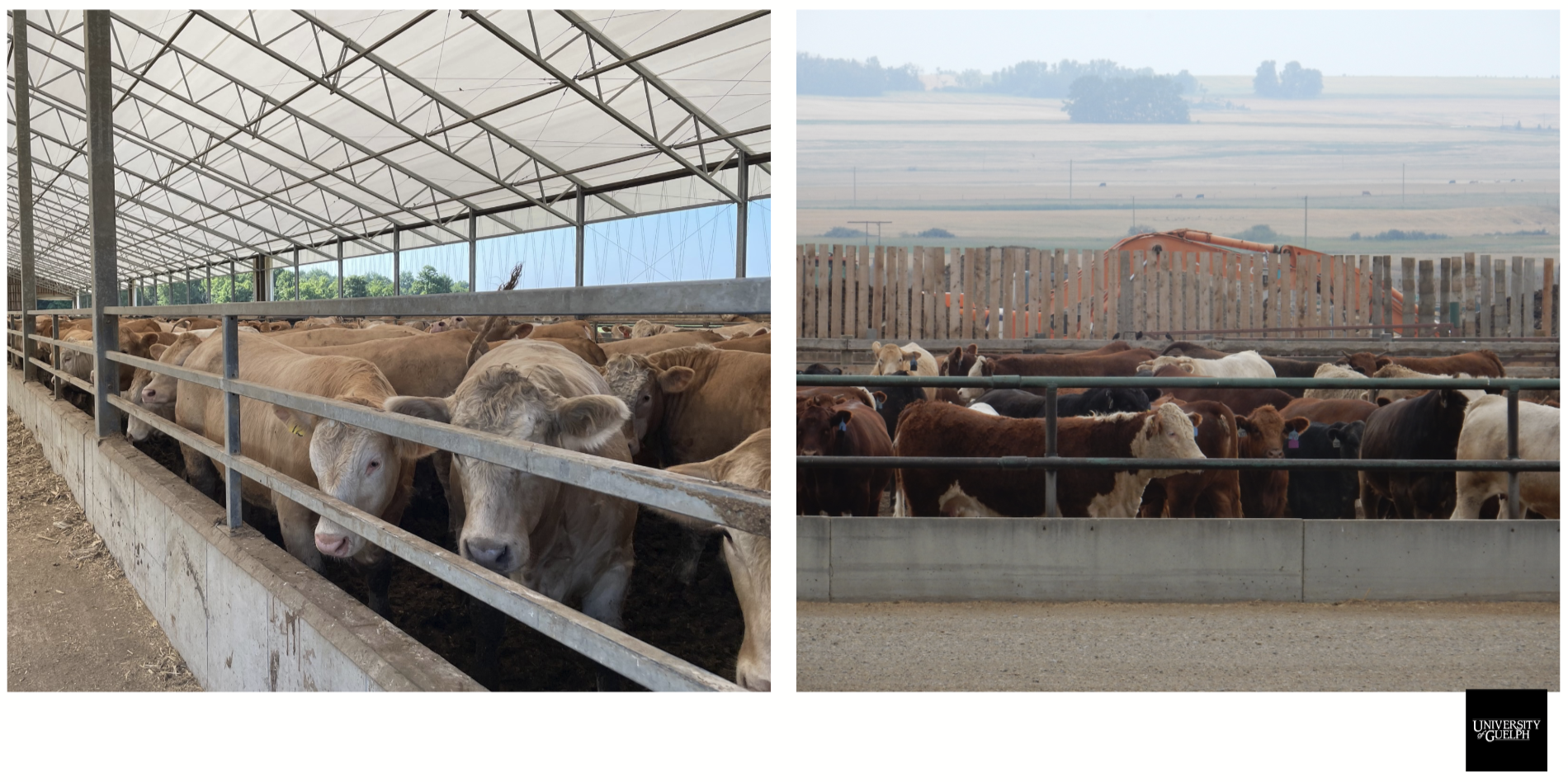 <p>The fourth step in the movement of beef cattle in the industry.</p><p><strong><u>Goals: rapidly gain weight (target &gt;2kg/d); add lean mass (protein/muscle) followed by fat cover (for more juiciness).</u></strong></p><p><strong><u>Market after 3-6 months</u></strong> → target of ~1600 lbs market weight (increases year after year). <strong>Steers or heifers</strong> used (if not planned on being used for beef, can be replacement heifers).</p><p><strong><u>Calf-fed:</u></strong> enters feedlot directly, 200 days to finish (sold directly from cow-calf producer after weaning, so must spend more time and gain more weight to finish).</p><p><strong><u>Long-yearling:</u></strong> large frame (as they had more time to grow), less than 3 months to finish, previously backgrounded for a long time.</p><p><strong><u>Short-Yearling:</u></strong> medium frame, 3-5 months to finish, <em>may have been</em> previously backgrounded (for a shorter time).</p><p><strong><u>Western CA (right):</u></strong> larger lots in size, 20K+ animals, wind drapes for shelter.</p><p><strong><u>Eastern CA (left):</u></strong> smaller lots due to weather, want to shelter cattle together.</p>