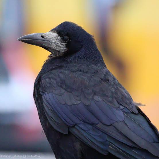 <p>corbeau freux</p>