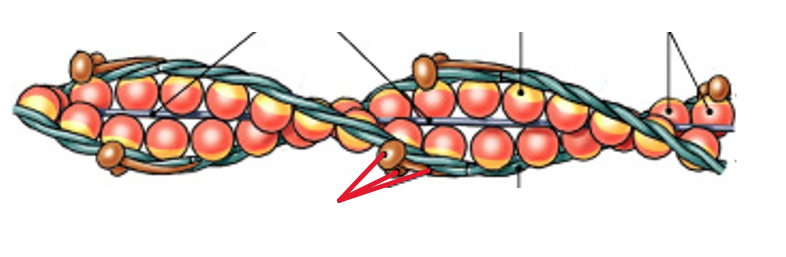 <p>Which of the four thin filament protein is:</p><ul><li><p>A globular protein</p></li><li><p>Binds tropomyosin to G actin</p></li><li><p>Binds with Ca<sup>2+</sup> to unlock active sites</p></li></ul><p></p>