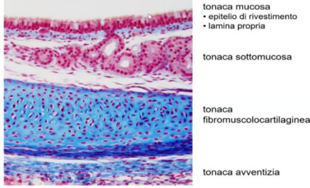 <p>Rispetto agli altri organi cavi, non presenta una tonaca muscolare continua</p><p>Tonaca Mucosa presenta:</p><ul><li><p>Epitelio pseudostratificato cilindrico ciliato</p></li><li><p>Lamina propria di connettivo fibrillare denso</p></li></ul><p>Tonaca Sottomucosa:</p><ul><li><p>Presenta connettivo più lasso</p></li><li><p>Sono presenti ghiandole tracheali mucosecernenti mucose sierose o miste</p></li></ul><p>Tonaca Fibromuscolocartilaginea:</p><ul><li><p>Cartilagine ialina</p></li><li><p>Connettivo tra una cartilagine tracheale e l’altra a formare il legamento anulare</p></li><li><p>Fasci di cellule muscolari lisce solo posteriormente</p></li></ul><p>Tonaca Avventizia:</p><ul><li><p>Strato più esterno costituito da connettivo che riveste l’intera trachea</p></li></ul><p></p>