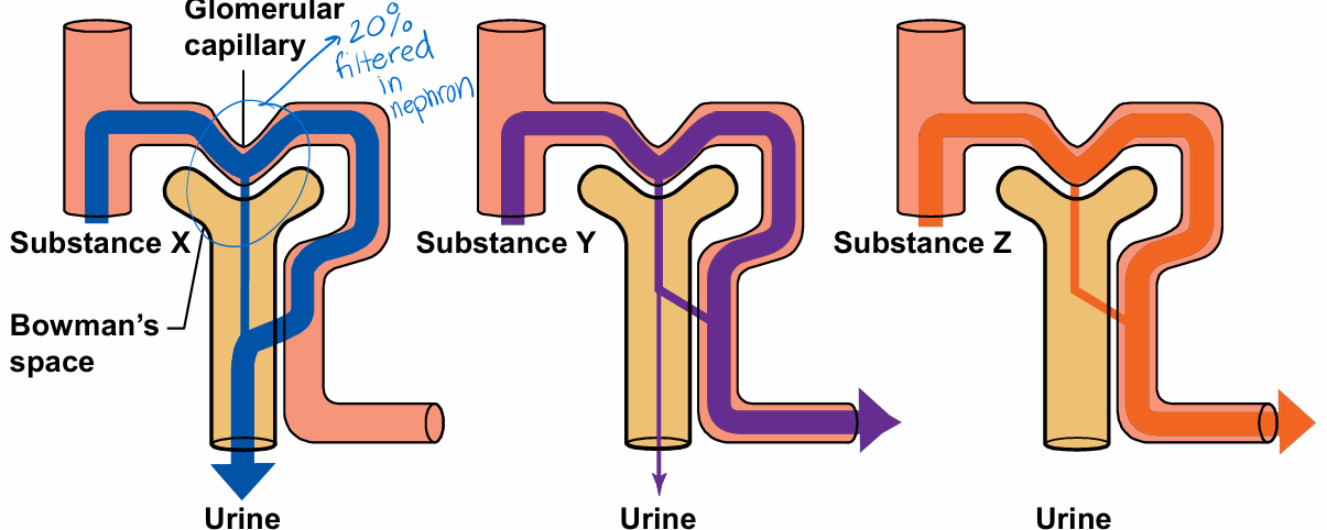 <p>How much of each substance is excreted?</p>