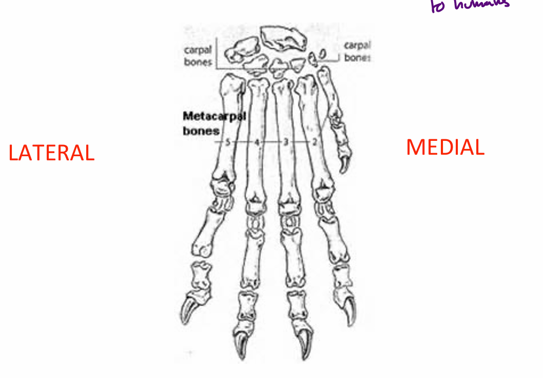 <ul><li><p>Mc I is small and non-weight bearing (dewclaw)</p></li><li><p>Mc II-V are all present</p><ul><li><p>Very similar to humans</p></li></ul></li></ul><p></p>