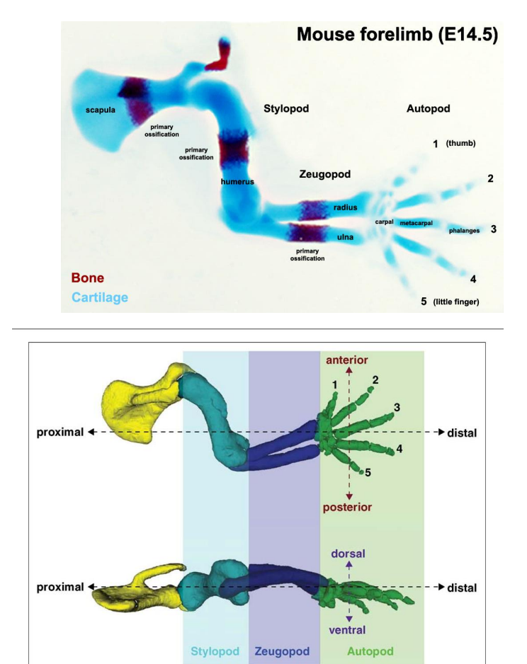 <ul><li><p>3 segments</p><ul><li><p>proximal <mark data-color="purple">stylopod </mark>(humerus / femur)</p></li><li><p>middle <mark data-color="purple">zeugopod </mark>(radius, ulna / tibia, fibula)</p></li><li><p>distal <mark data-color="purple">autopod </mark>(carpals / tarsals)</p></li><li><p>mnotic : see zebras autopilot</p></li></ul></li></ul>