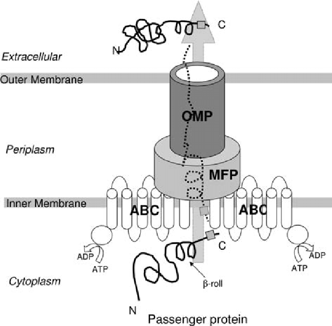 <ul><li><p><strong>ABC transporter in IM</strong> (ATP-binding) , <strong>transports proteins <u>in a single step </u>in GN bacteria</strong></p></li><li><p><strong>Membrane fusion protein (MFP)</strong> connecting IM and OM.</p></li><li><p><strong>OM protein of TolC family</strong></p></li><li><p><strong><u>Recognises unfolded proteins </u>via C-terminal uncleaved signal sequence</strong><br>Driven by <strong>ATP and proton motive force</strong>.<br><span style="color: green;"><em><span>Example:</span></em><span> Hemolysin secretion in </span><em><span>E. coli</span></em><span>.</span></span></p></li></ul><p></p>