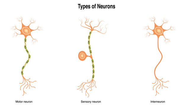 <p>Interneurons are neurons that act as a bridge between sensory and motor neurons, helping to process information within the __________ system.</p>