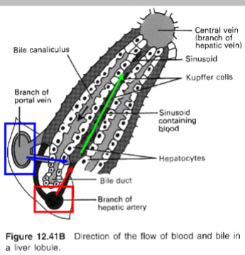 <p>The lobule is made up of parenchymal cells or hepatocytes arranged in pairs of columns radiating from the central vein.</p><p>Between 2 pairs of hepatocyte columns are the liver capillaries or hepatic sinusoids</p><p>A bile canaliculus runs between 2 columns of hepatocytes</p>