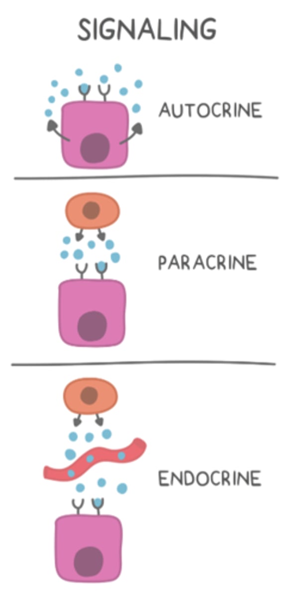 <p>paracrine</p>