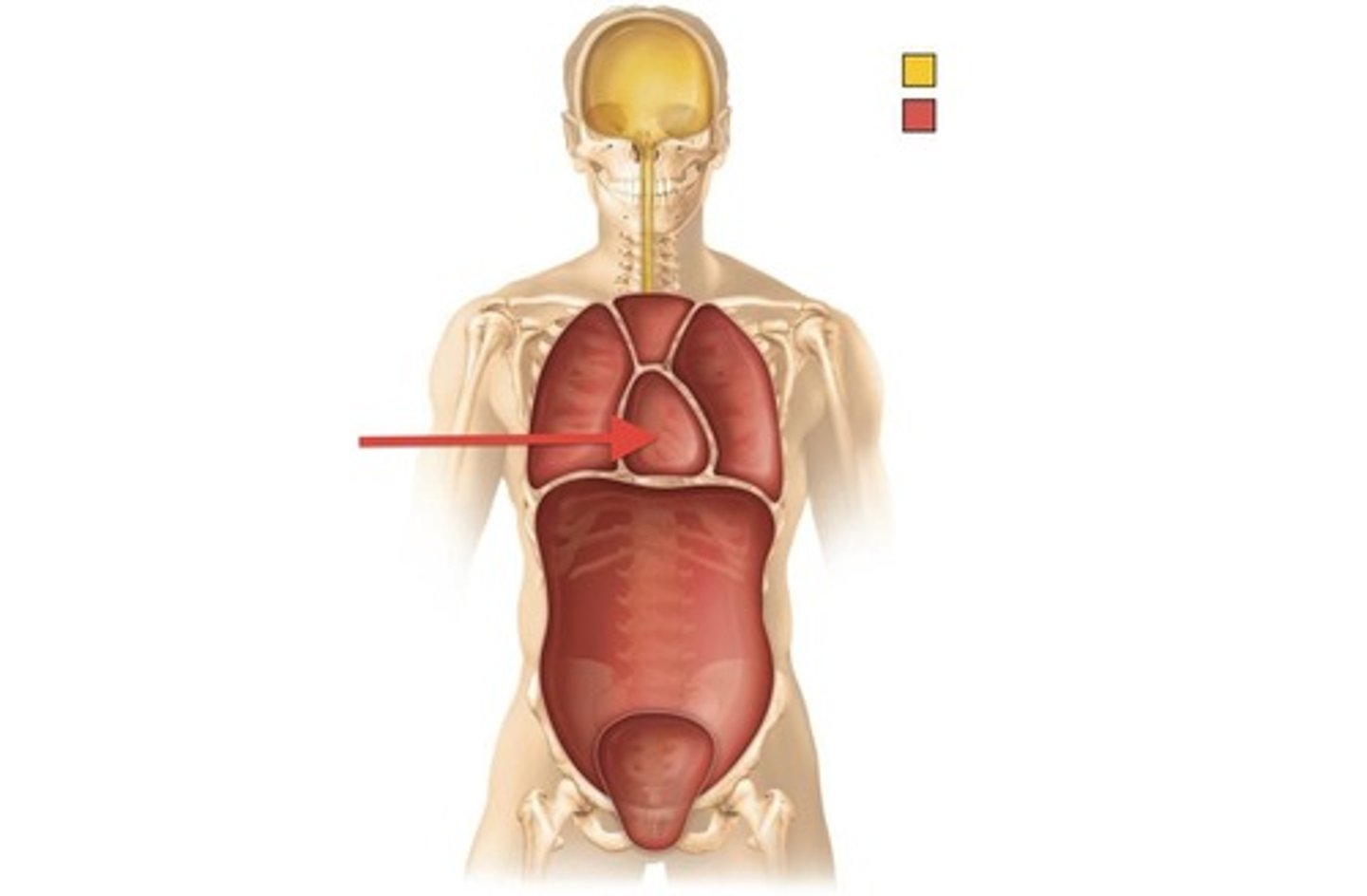 <p>region between the lungs, extends from the base of the neck to the diaphragm, contains the heart, blood vessels, esophagus, etc.</p>