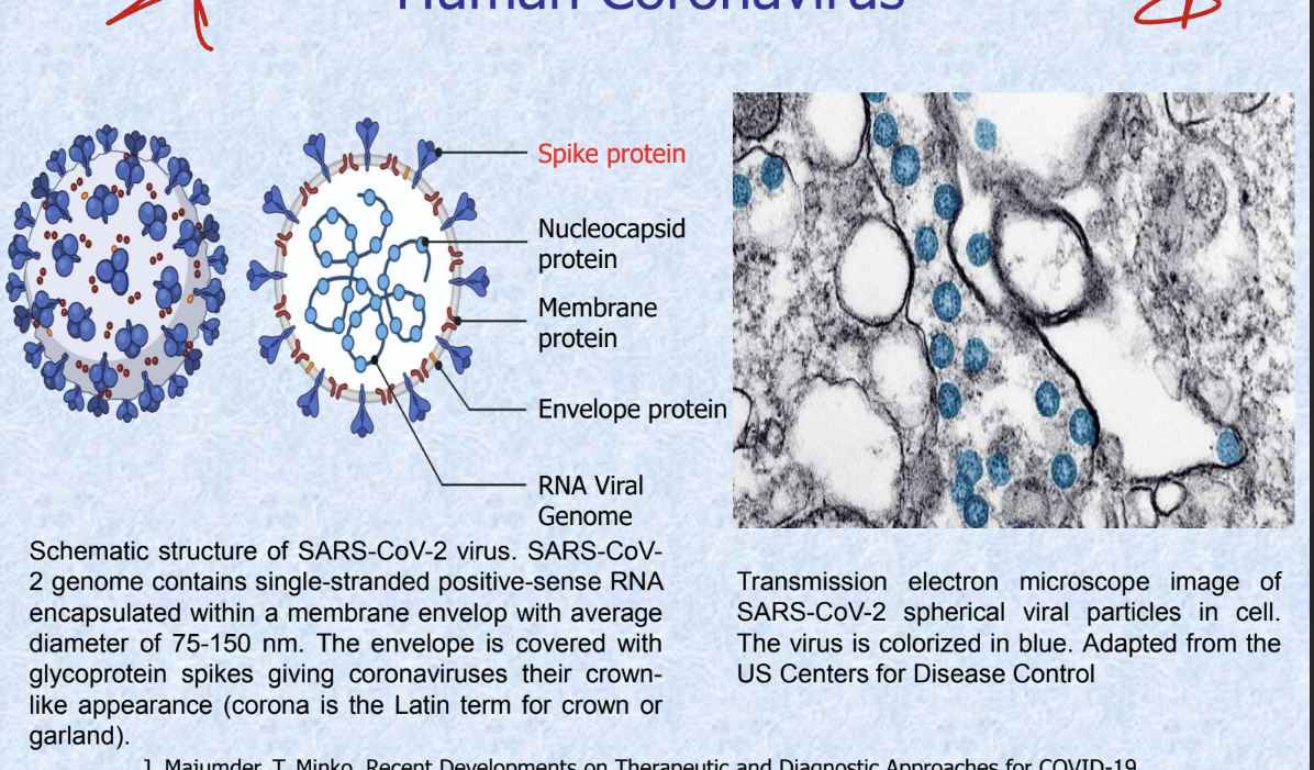 <ul><li><p>spike proteins found on the outside of virus</p></li><li><p>genome contains single stranded positive-sense RNA encapsulated within a membrane with avg diameter of 75-150 nm</p></li><li><p>envelope is covered with glycoprotein spikes giving covid their crown-like appearance</p></li></ul><p></p>