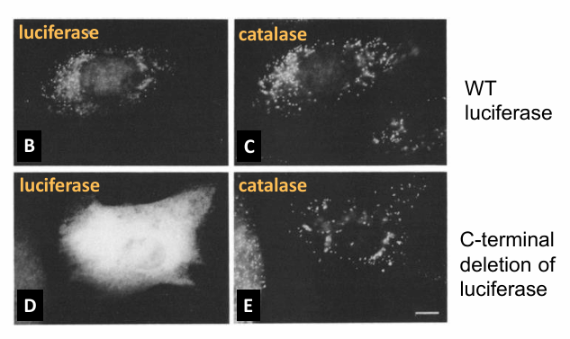 <p>Basis:&nbsp;</p><ul><li><p>Wild-type Luciferase</p><ul><li><p>Signal Sequence is present so protein is visible within bioluminescent peroxisomes in this single cell&nbsp;</p></li></ul></li><li><p>C-terminus Deletion&nbsp;</p></li><li><p>Hypothesis: If PTS1 is necessary for protein transport into peroxisome, then luciferse with the deletion will no longer go&nbsp;</p></li></ul><p></p><p>Results:</p><ul><li><p>Image B: Luciferase in spots in the cell</p></li><li><p>Image C: Same cell stained with antibody to catalase </p><ul><li><p>Colocalization of the spots confirms luciferase is in the same location as catalase</p></li><li><p>Suggests successful transport to peroxisome</p></li></ul></li><li><p>Image D: Modified luciferase protein (no signal)&nbsp;</p><ul><li><p>Bioluminescence is shown throughout the cytosol&nbsp;</p></li></ul></li><li><p>Image E: Same cell as D but stained with antibody to catalase</p><ul><li><p>Not in the same areas only&nbsp;</p></li></ul></li><li><p>Conclusion: PTS1 is necessary for transport</p></li></ul><p></p><p>Parallel Further Experiment</p><ul><li><p>Is each of the amino acids in the sequence necessary for transport?&nbsp;</p></li><li><p>Tested by single amino acid sub in PTS1 sequence&nbsp;</p></li></ul><p></p>