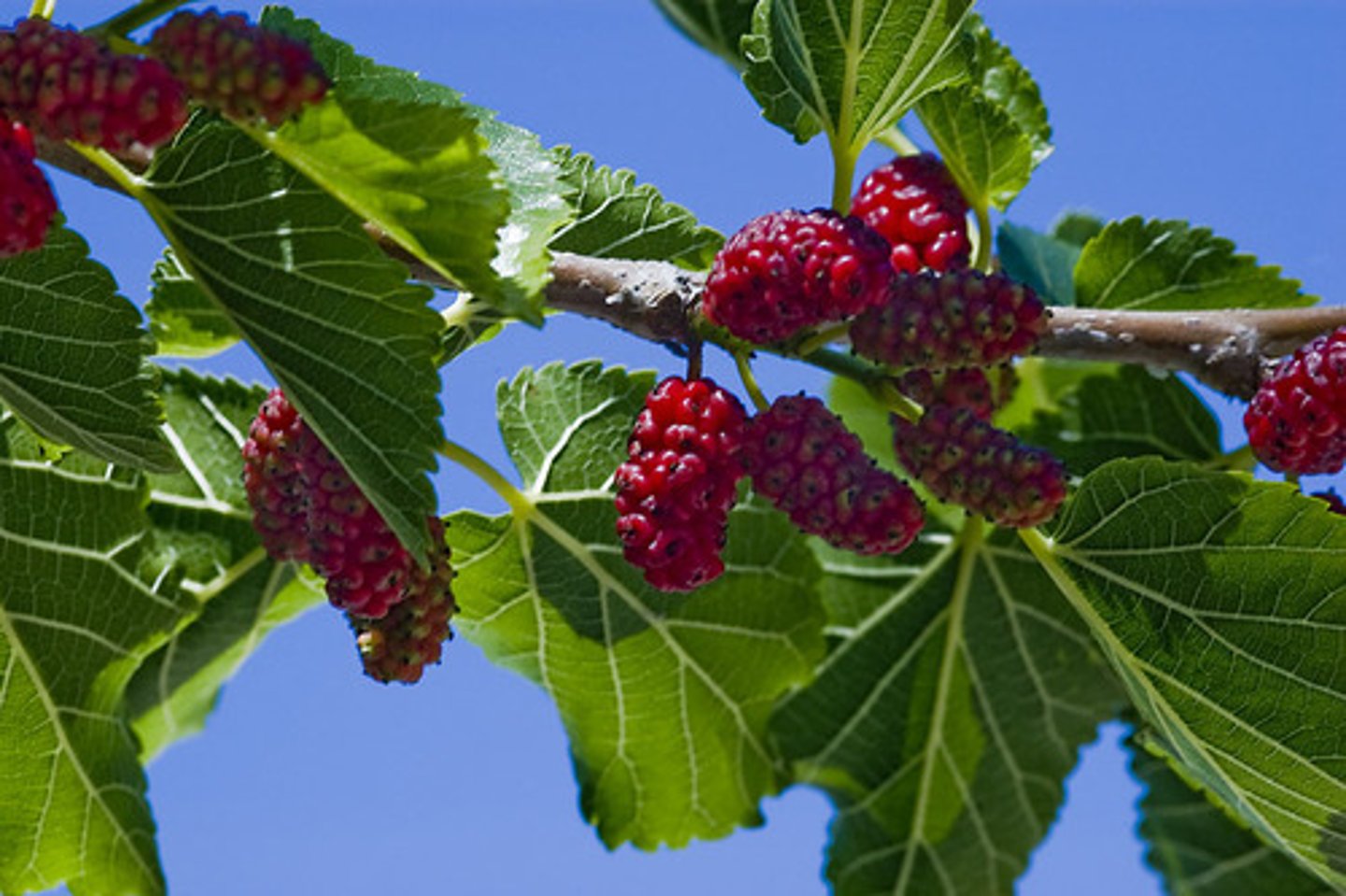 <p>Native<br>Tree<br>Fruit production for fruitivores (i.e. black bears, virginia possums, coyotes, turkeys, gray foxes)</p>