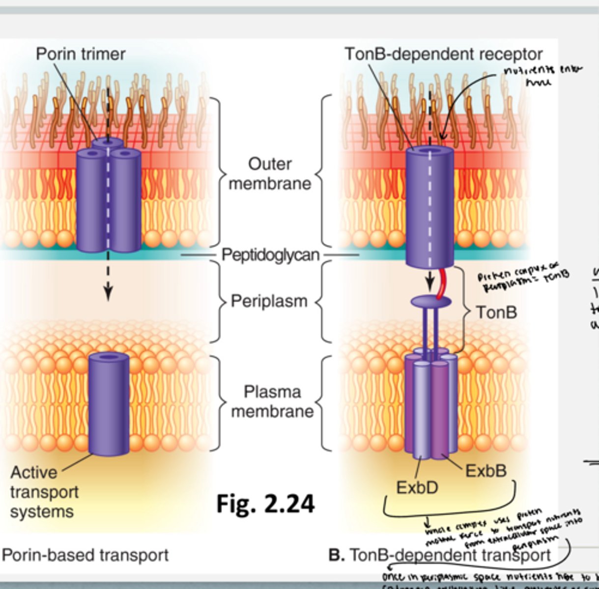 <p>have porin trimers in the outer membrane that connect to active transport systems in the plasma membrane</p><p>- porin channels: facilitate diffusion of small polar nutrients including sugars into the periplasm... the sugars are more abundant nutrients outside of the cell so they enter the periplasm through facilitated diffusion and are put into the cell memrane through active transport systems)</p><p>TonB dependent receptor: transports scarce nutrients using active transport into the periplasm</p><p>- there is a tonB dependent receptor on the outside of the outer membrane where nutrients enter and travel into the periplasmic space with the help of the proton motive force. in the periplamis space, the ton B dependent receptor form a protein complex with Ton B embedded in the plasma membrane. the ton B contains exbD and ExB which is a complex that transports the nutrients in the periplasmic space into the cytoplasm with active trasnport (like an ABC trasporter or co transport system liek anti or symport which is this protein in the cell membrane)</p>