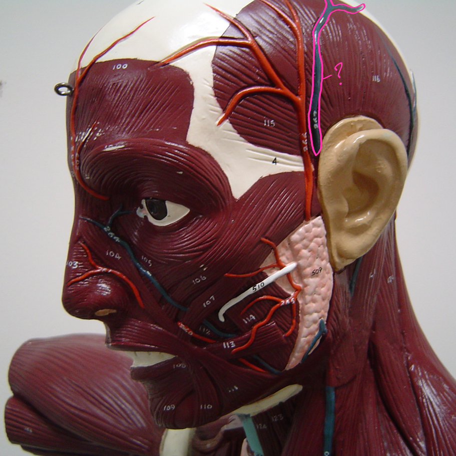 <p>what blood vessel is this? (in pink)</p>