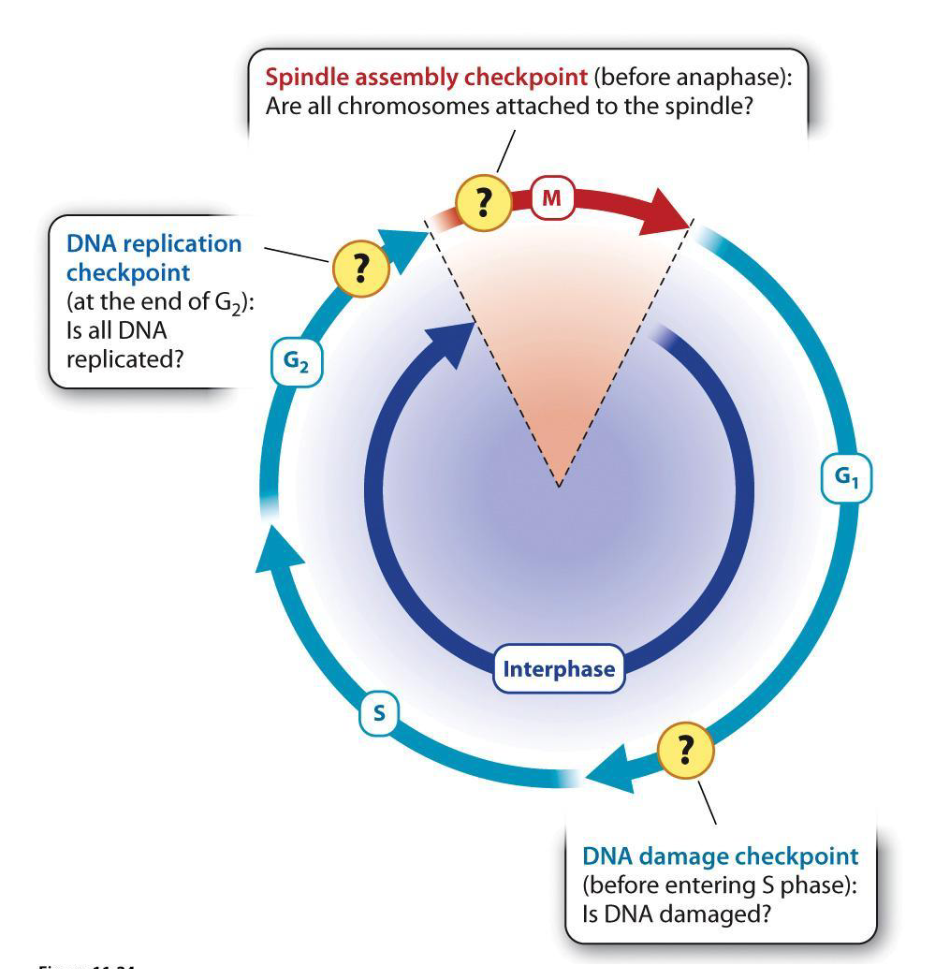 <p><span><span>1. DNA damage checkpoint</span></span></p><ul><li><p><span><span>Presence of damaged DNA arrests the cell at the end of G1 before DNA synthesis</span></span></p></li><li><p><span><span>Ex. Damaged DNA (radiation) → double-stranded breaks → checkpoint delays progression until repaired</span></span></p></li></ul><p><span><span>2. DNA replication checkpoint</span></span></p><ul><li><p><span><span>Presence of unreplicated DNA arrests the cell at the end of before the cell enters mitosis</span></span></p></li></ul><p><span><span>3. Spindle assembly checkpoint</span></span></p><ul><li><p><span><span>Abnormalities in chromosome attachment to the spindle arrest the cell in early mitosis</span></span></p></li></ul><p></p>
