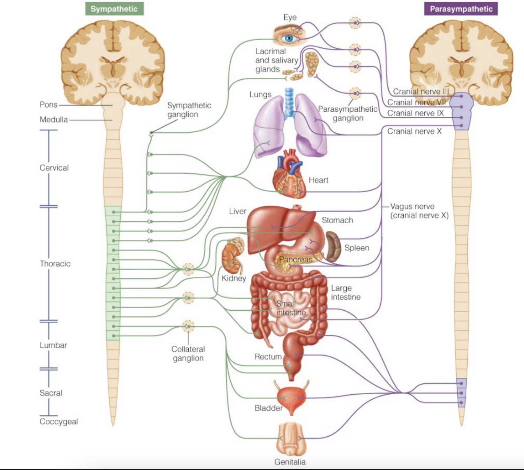 <ul><li><p>Most active during rest</p></li></ul><ul><li><p>“resting and digesting”</p></li><li><p>Redirects energy toward maintenance activities like digestion</p></li><li><p>Innervation - Coccyx and brain stem</p><ul><li><p>Heart - slows down heart rate, softer beating - less blood flow</p></li><li><p>Small intestine - turns on digestion and absorption</p></li></ul></li></ul><p></p>