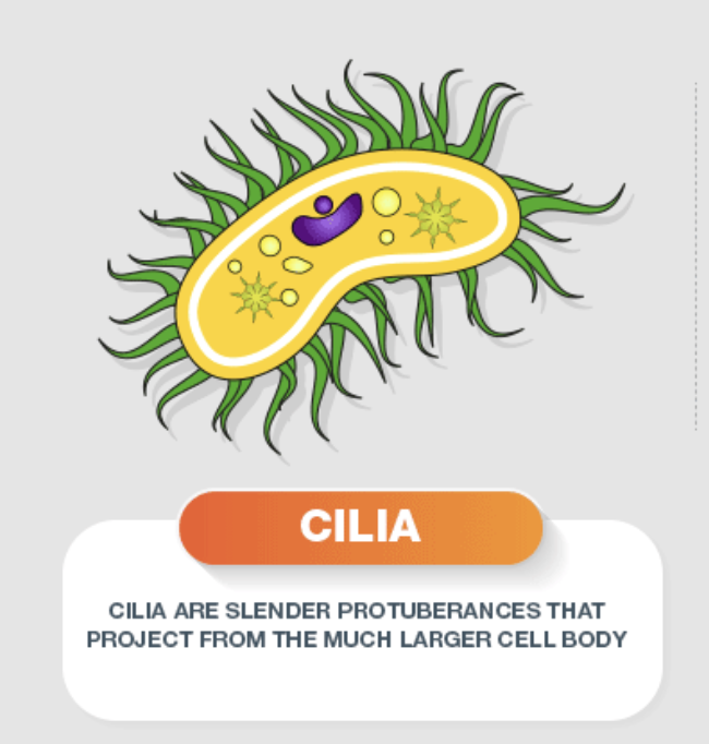 <p>Cilia </p>
