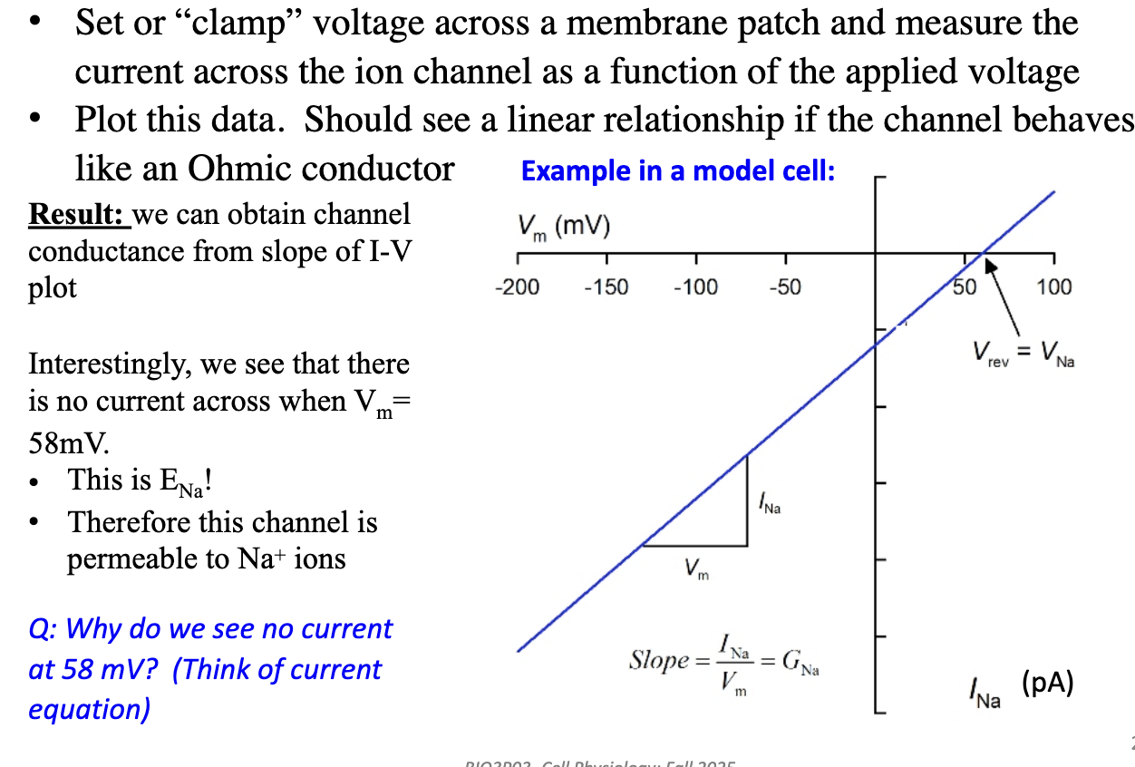 <ul><li><p>I-V plot shows how current through a channel changes with membrane voltage.</p></li><li><p><strong>Linear relationship:</strong> Channel behaves like an <strong>Ohmic conductor</strong> → current is proportional to voltage.</p></li><li><p><strong>Slope of I-V plot:</strong> Gives <strong>channel conductance</strong> (how easily ions pass).</p></li><li><p><strong>No current at specific voltage (e.g., 58 mV):</strong> Membrane voltage equals the <strong>ion’s equilibrium potential (ENa)</strong>.</p><ul><li><p>At this voltage, <strong>driving force = 0</strong>, so <strong>no net ion flow</strong>.</p></li></ul></li><li><p><strong>Insight:</strong> Identifies which ion the channel is permeable to (here, Na⁺).</p></li></ul><p></p>