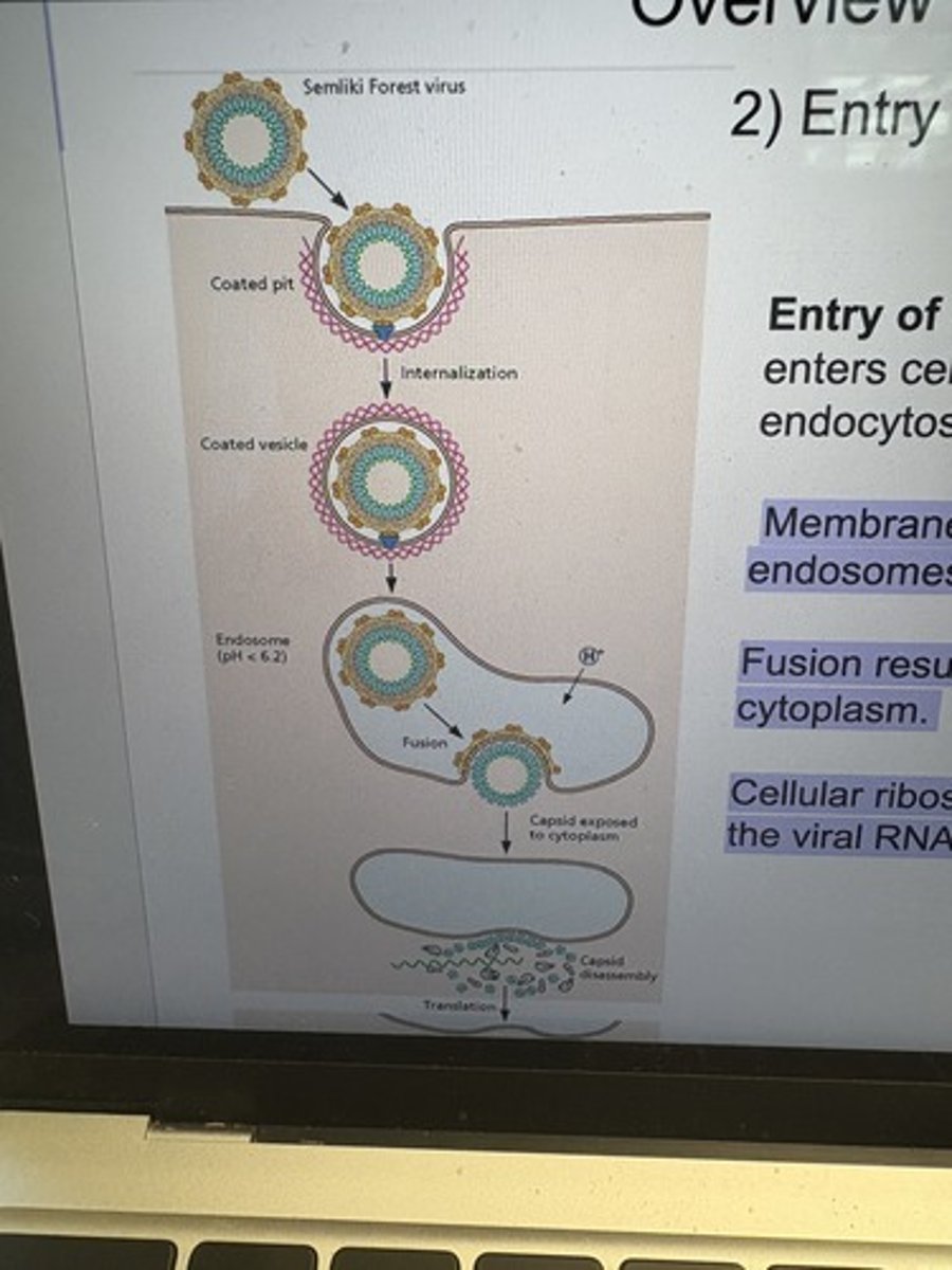 <p>Semliki Forest virus enters cells by clathrin-dependent VLDLR-mediated endocytosis.</p><p>Membrane fusion is catalyzed by the acidification of late endosomes.</p><p>Fusion results in the exposure of nucleocapsid to the cytoplasm.</p><p>Cellular ribosomes bind and disassemble the capsid, rendering the viral RNA accessible to translation.</p>