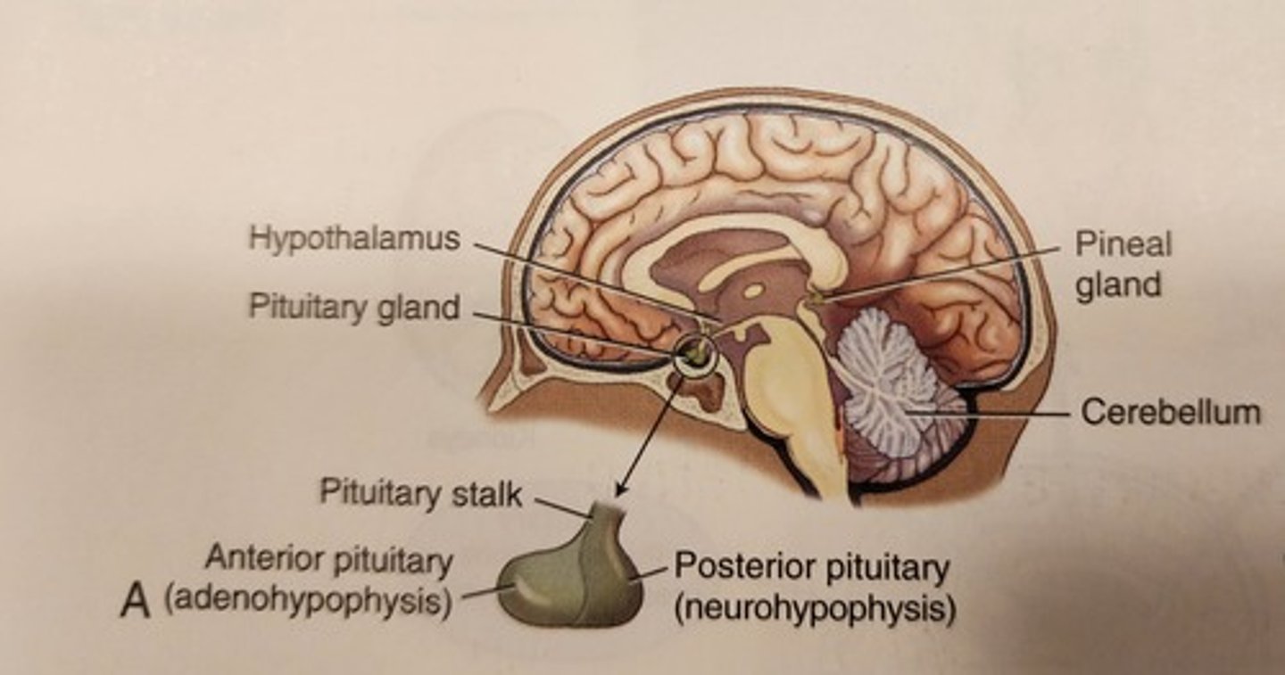 <p>approximately the size of a pea and located at the base of the brain. The pituitary gland is divided into two lobes. It is often referred to as the master gland because it produces hormones that stimulate the function of the other endocrine glands.</p>