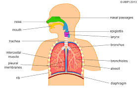 <p>respiratory system</p>