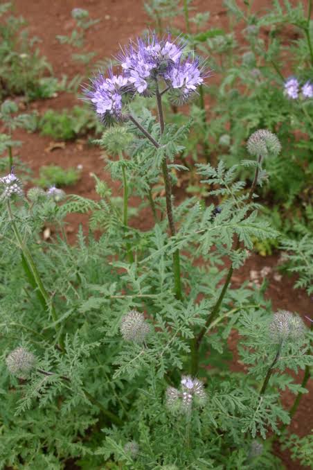<p>Lacy phacelia</p>