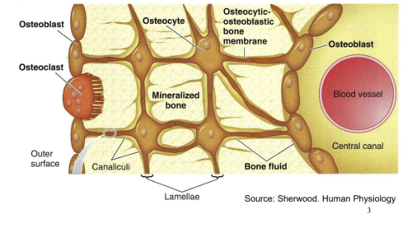 <p>- Bone forming cells.</p><p>- Form connections with osteocytes (osteocytic-osteoblastic bone membrane).</p>