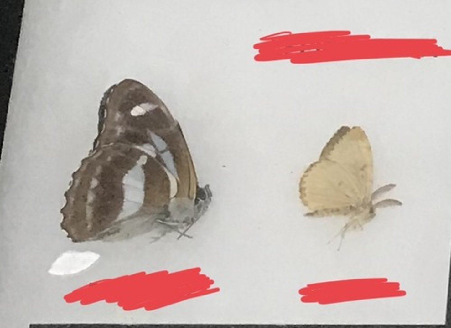 <p>For the following specimen(s), give the entire taxonomy and the name of the specimen(s)</p>