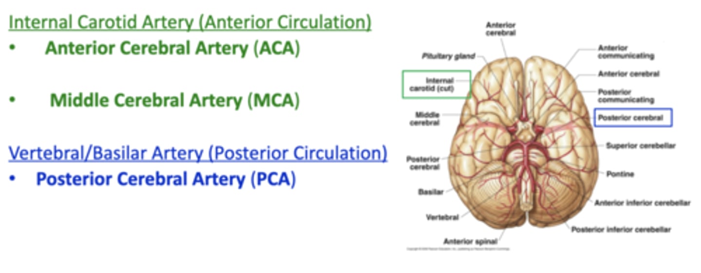 <p>1. anterior cerebral artery (ACA)</p><p>2. middle cerebral artery (MCA)</p><p>3. posterior cerebral artery (PCA)</p>