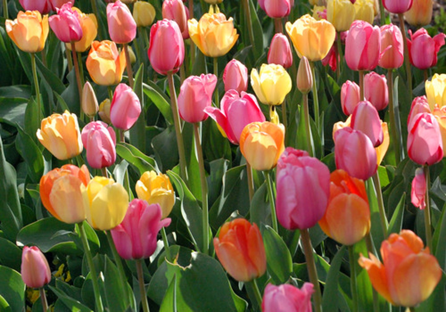 <p>TULIPO</p>