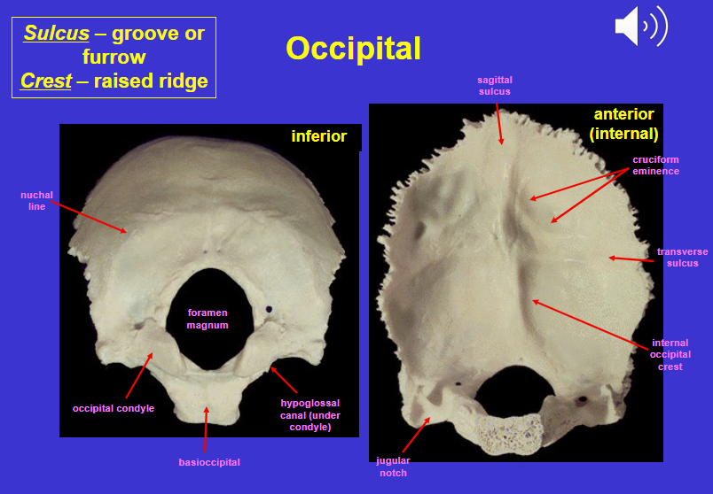 <p>Occipital bone</p>