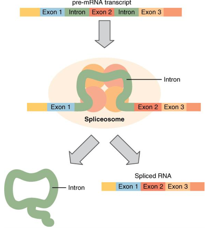<p><strong>Post-Transcriptional Processing in Eukaryotes</strong><br>What does this image illustrate?</p>