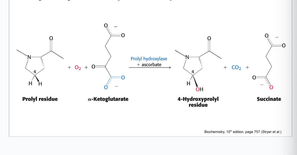 <p>ascorbate</p><ul><li><p>ionized form of vitamin C → originally ascorbic acid and then one of the OH becomes O- (ionized) (ascorbate)</p></li></ul><p></p>