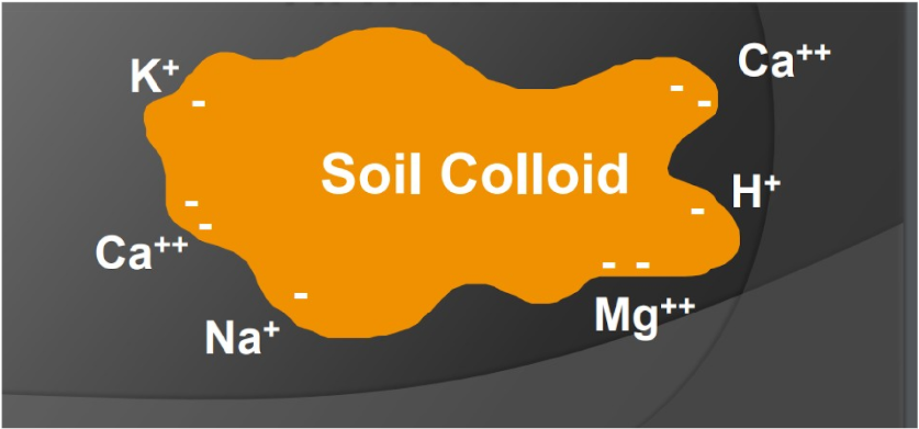 <p>Is the total capacity of a soil to hold exchangeable cations</p><ul><li><p><span style="background-color: transparent;">Clay and organic matter have negative charges that can hold and release positively charged nutrients.&nbsp;(The cations are adsorbed onto the surface of the clay or humus)</span></p></li><li><p><span style="background-color: transparent;">That static charge keeps the nutrients from being washed away and holds them so they are available to plant roots and soil microorganisms.&nbsp;</span></p></li><li><p><span style="background-color: transparent;">Negatively charged colloids attract cations</span></p></li></ul><p><br></p>
