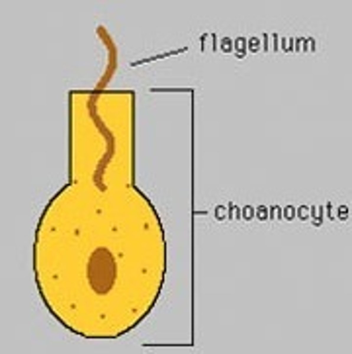 <p>choanocyte</p>