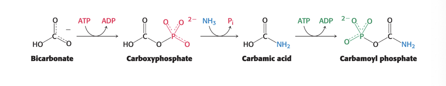 <p>formation of <strong>carbamoyl phosphate</strong></p><ul><li><p>carbamoyl phosphate synthetase I = <strong>catalyzes</strong> the coupling of ammonia (NH3) with bicarbonate (HCO3-) → form carbamoyl phosphate</p><ul><li><p>occurs in <strong>mitochondria</strong></p></li><li><p>mammals have <strong>2 isozymes</strong></p></li><li><p>requires <strong>2 molecules of ATP</strong>, making reaction essentially <strong>irreversible</strong></p></li></ul></li></ul><p></p>