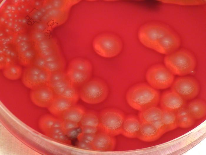 <p>What GPR has large, flat, feathery colonies that are usually beta hemolytic?</p>
