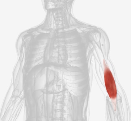 <p>what muscle is this?</p>