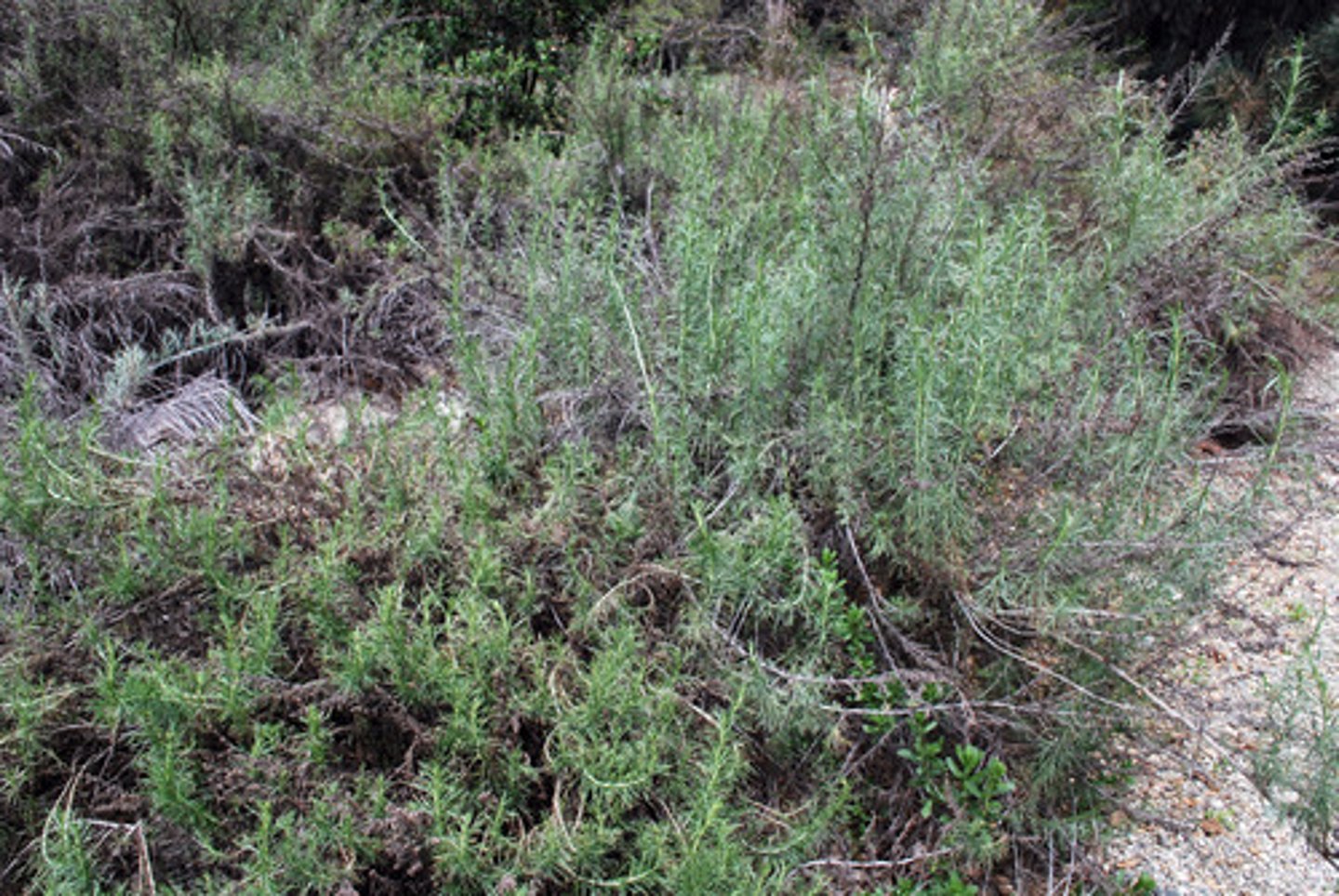 <p>Leaves are lost in responce to high temperatures</p><p>- minimize energy loss</p><p>---------------------------</p><p>EXAMPLE:</p><p>- California Buckeye</p>