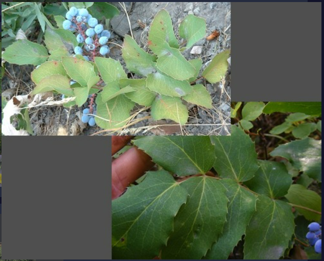 <p>- Evergreen</p><p>- Pinnately compound leaves, 3-7 leaflets, spiny margins on leaves</p><p>- Looks like holly</p>