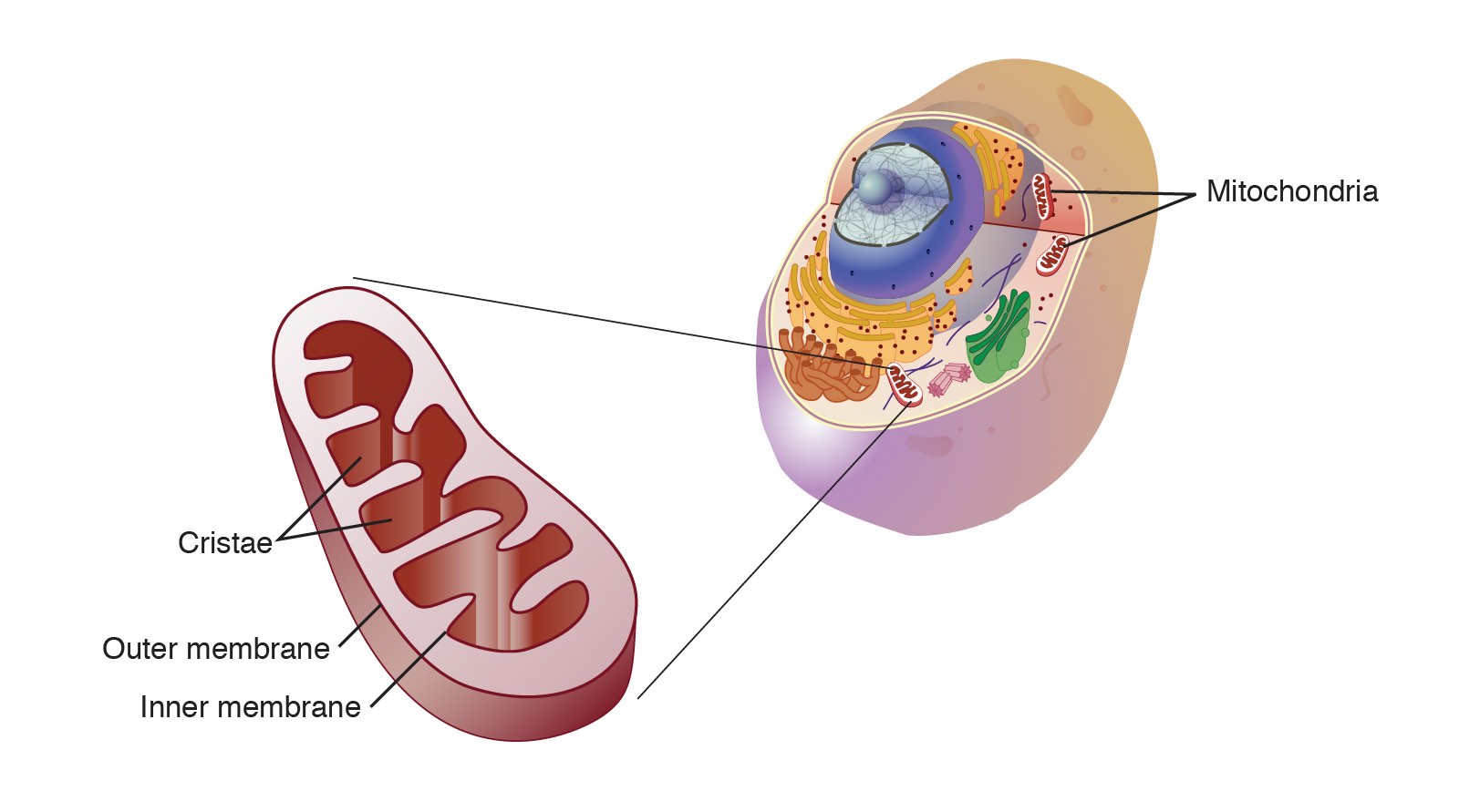 <p>produces energy for the cell. the mitochondria have double-membranes, with a smooth outer membrane and a folded inner membrane. mitochondria also contain their own mitochondrial DNA (mtDNA).</p><ul><li><p><strong>matrix:</strong> an enzyme-containing fluid located in the center of the mitochondria.</p></li></ul>