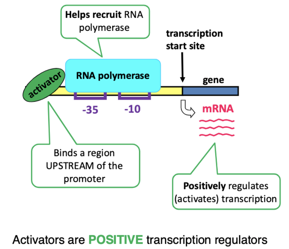 <p>helps recruit RNA polymerase to positively regulate/activate transcription </p>