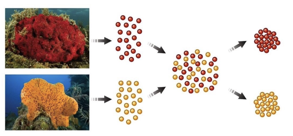 <ul><li><p>In 1907, <strong>H.V. Wilson</strong> separated sponge cells of two species using a fine mesh</p></li><li><p>Mixed cells back together</p></li><li><p><strong>Cells from the same species recognized and re-associated</strong></p></li><li><p><strong>Cells from different species did not associate</strong></p></li><li><p>Demonstrated <strong>species-specific cell adhesion and recognition</strong></p></li></ul><p></p>
