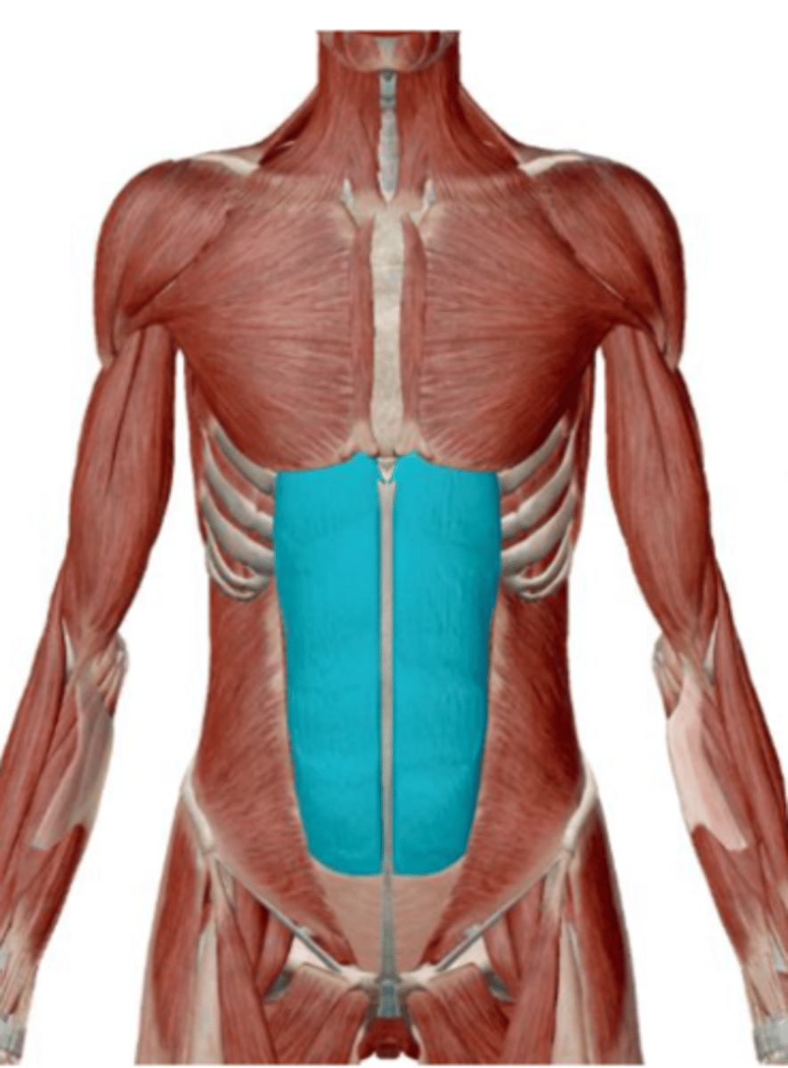 <p>pubic crest and pubic symphysis</p>