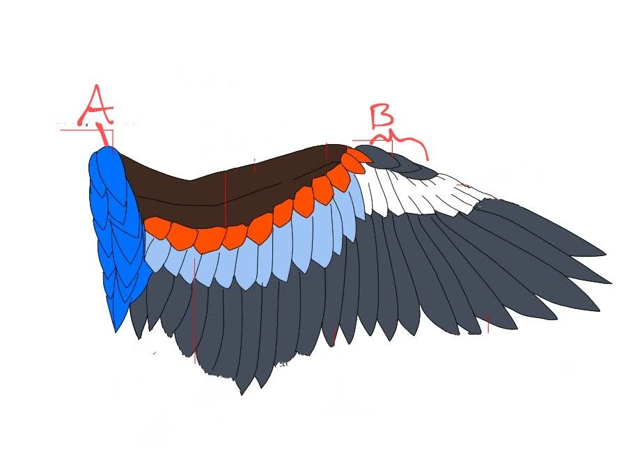 <p>What are these two feather groups called?</p>