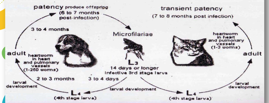 <p>Life cycle?</p>