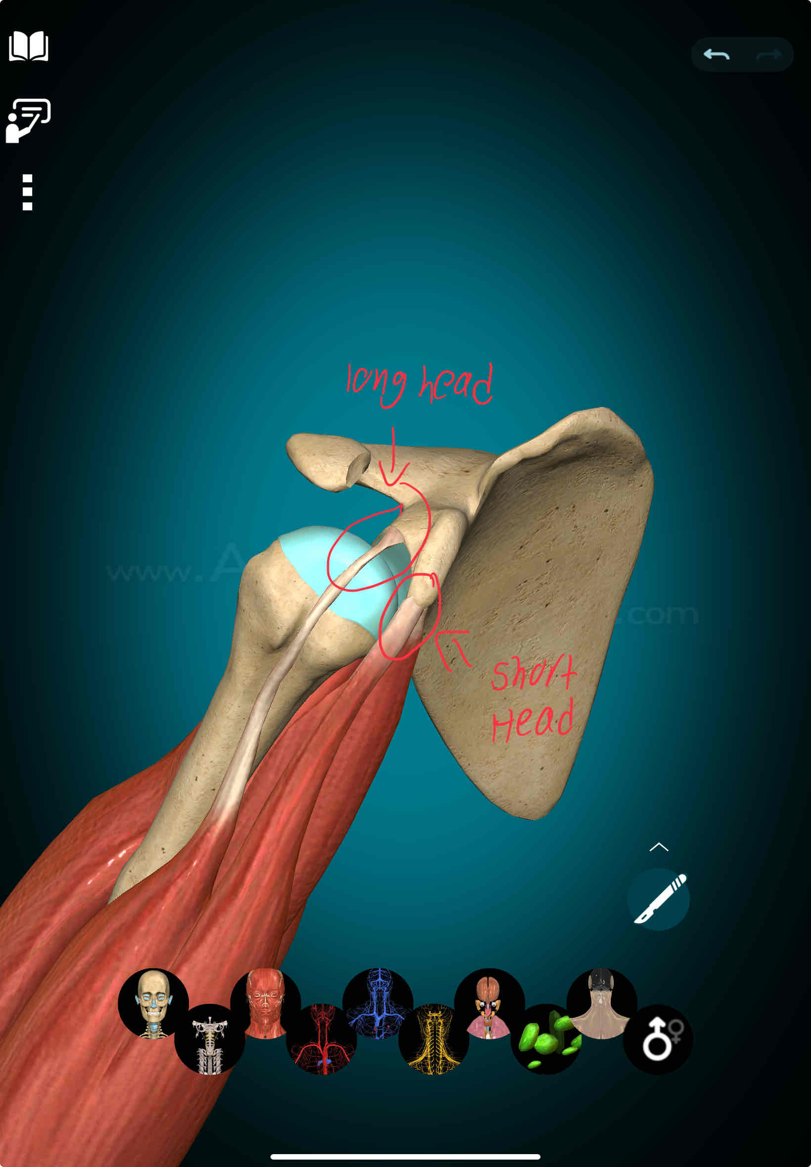 <p><span>Biceps Brachii Origin (Long and Short head) </span></p>